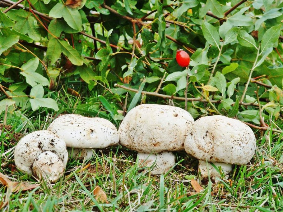 Agaricus abruptibulbus