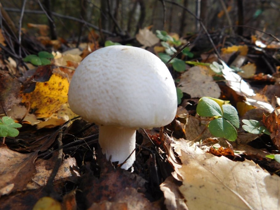 Шампиньон крупноспоровый фото