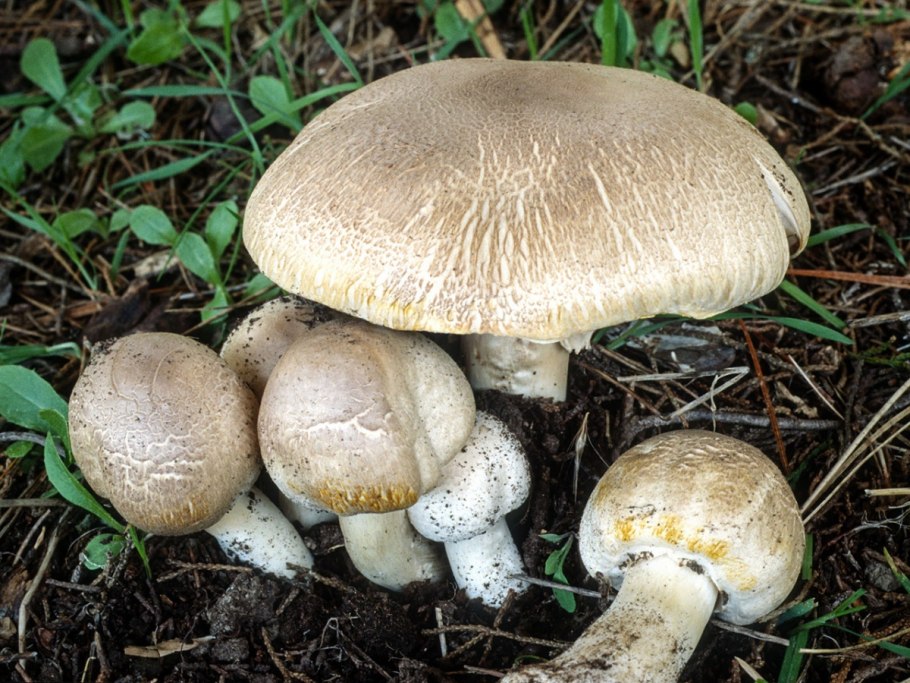 Шампиньон двуспоровый (Agaricus bisporus)