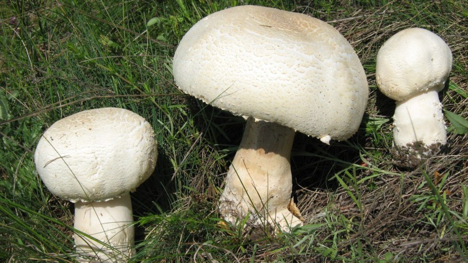 Agaricus spissicaulis