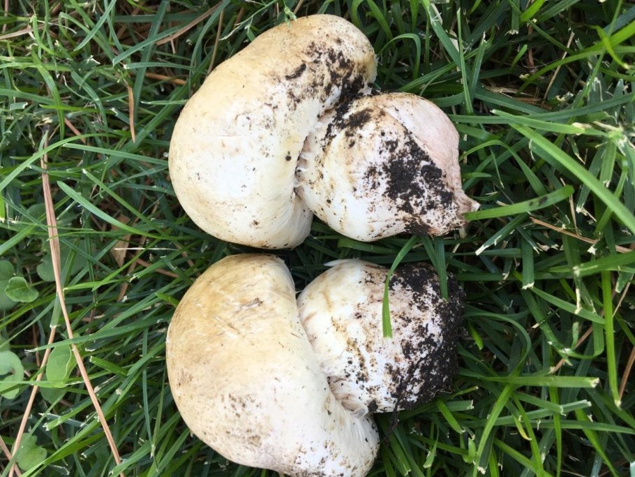 Грибы рода Agaricus