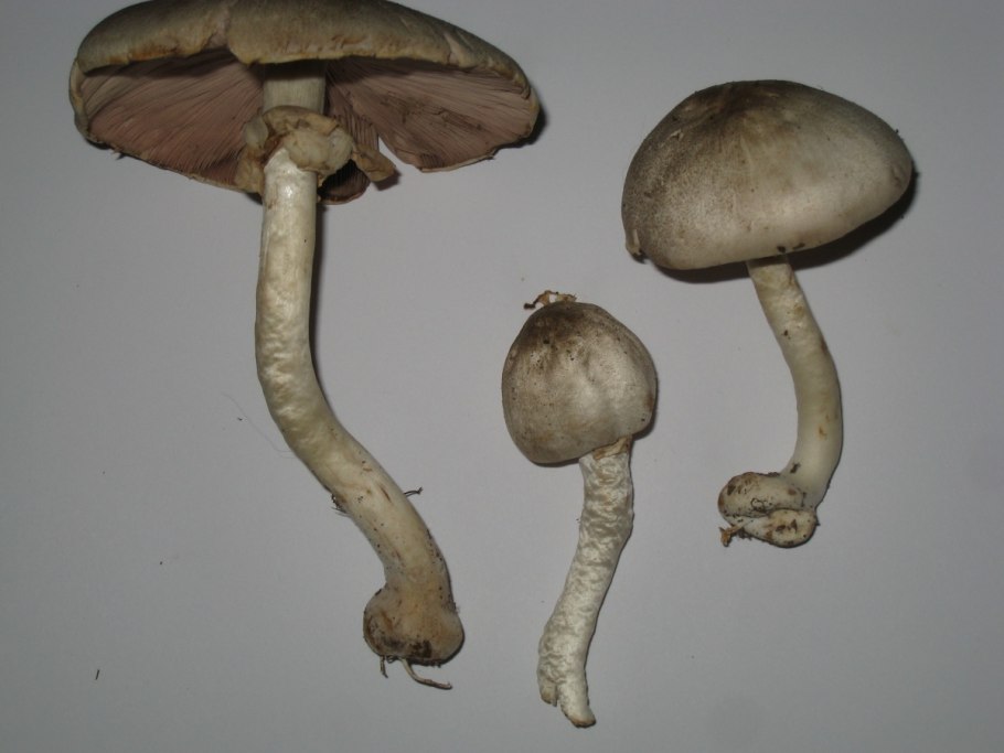 Шампиньон двукольцевой Agaricus bitorquis