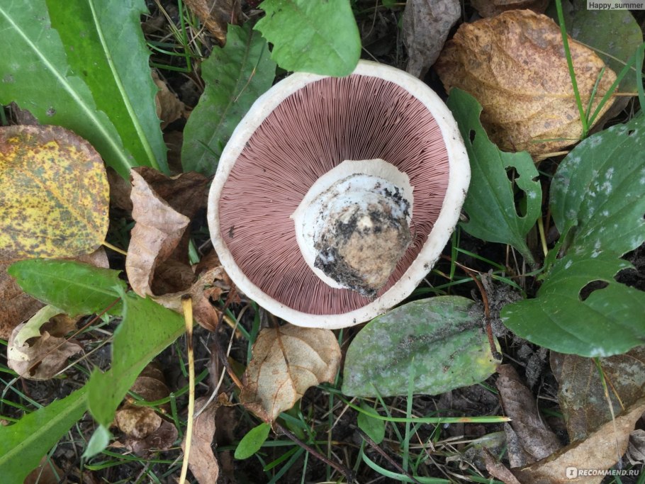 Ложный Луговой шампиньон