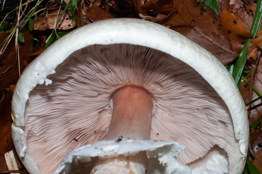 Шампиньон перелесковый гриб