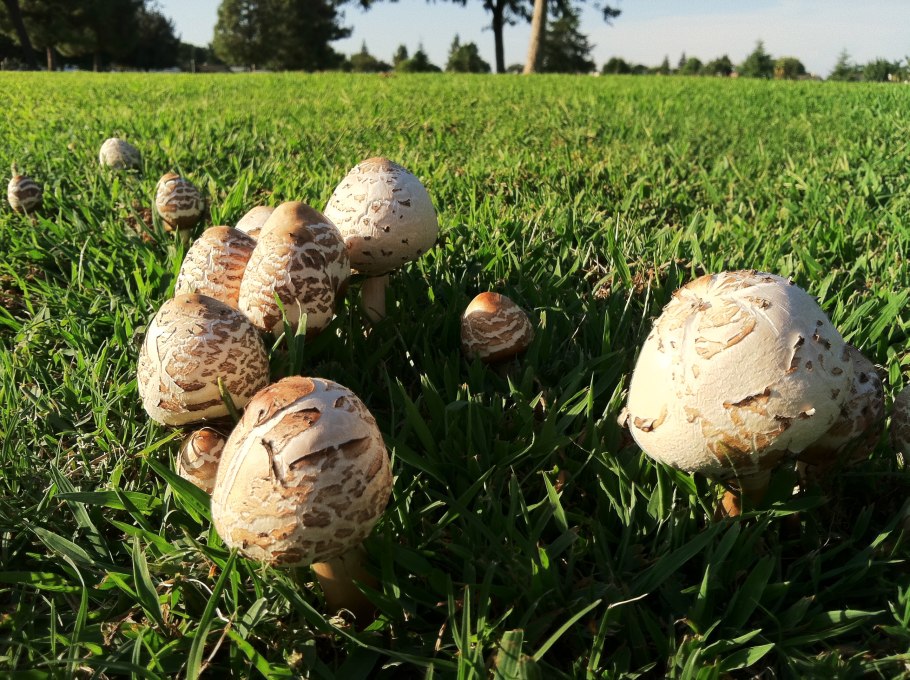 Шампиньон Луговой Agaricus Campestris