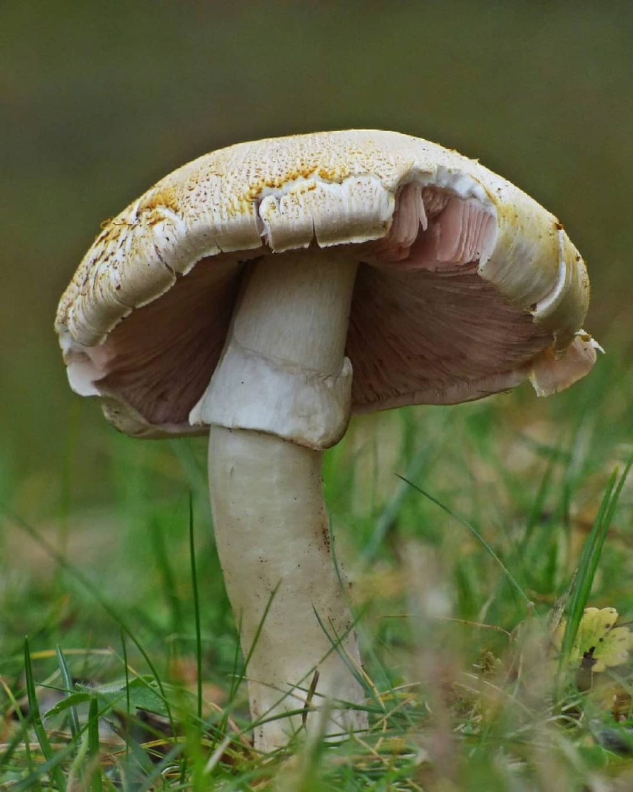 Шампиньоны крупноспоровые