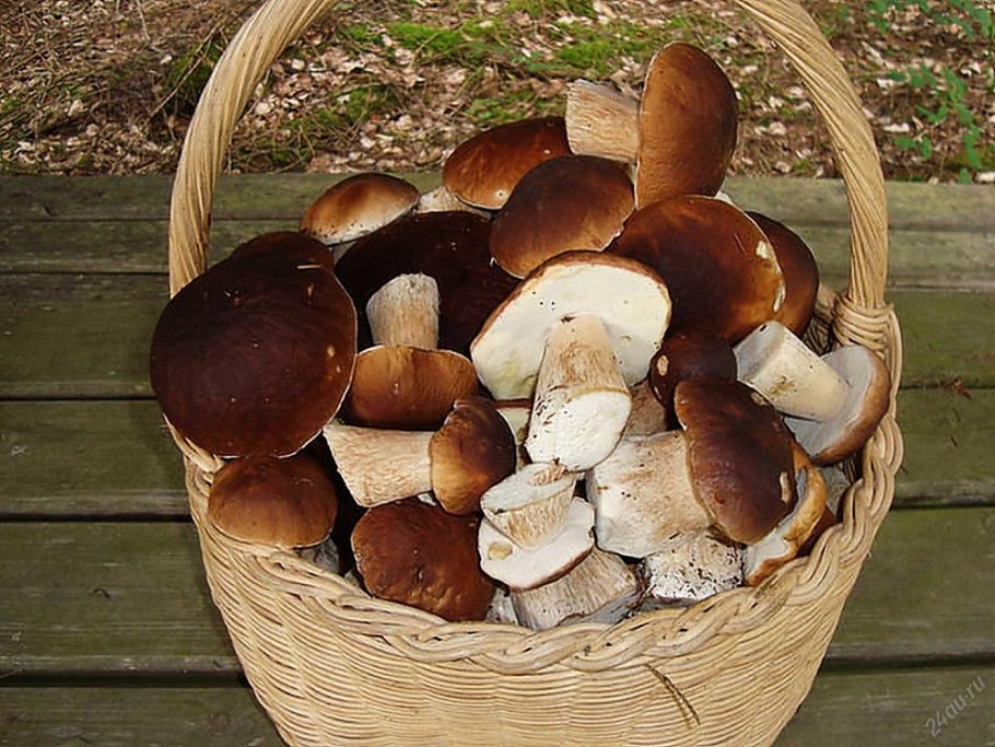 Корзинка белых грибов