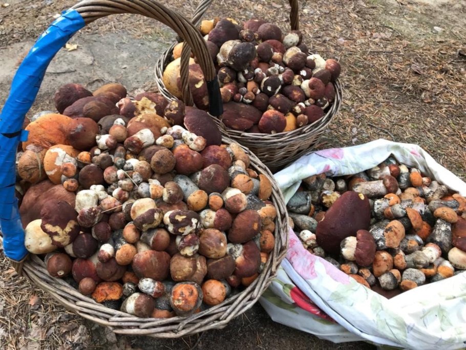 Сбор белых опят в Карелии