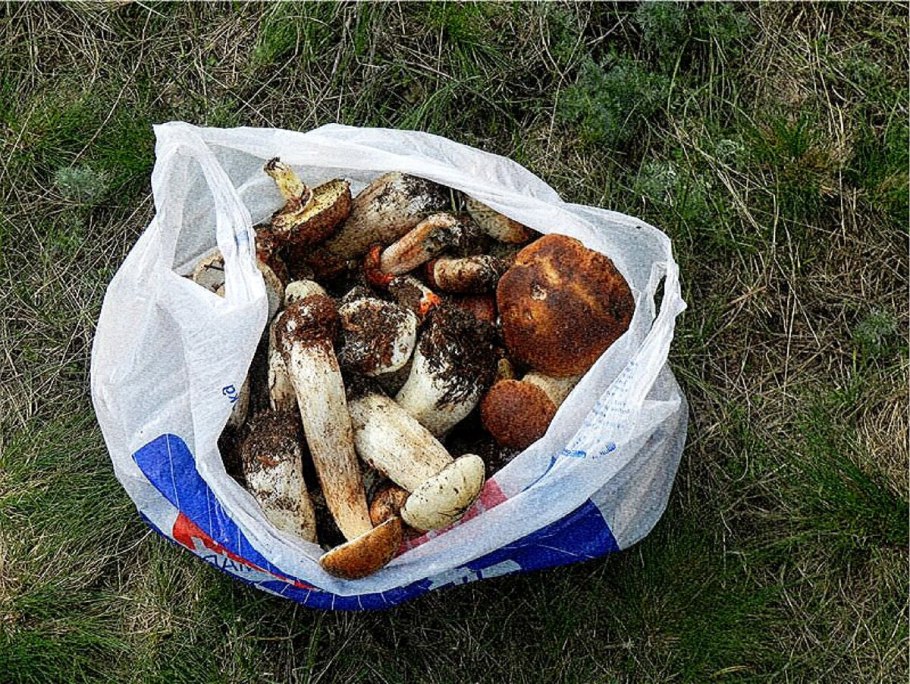 Белые грибы в пакете