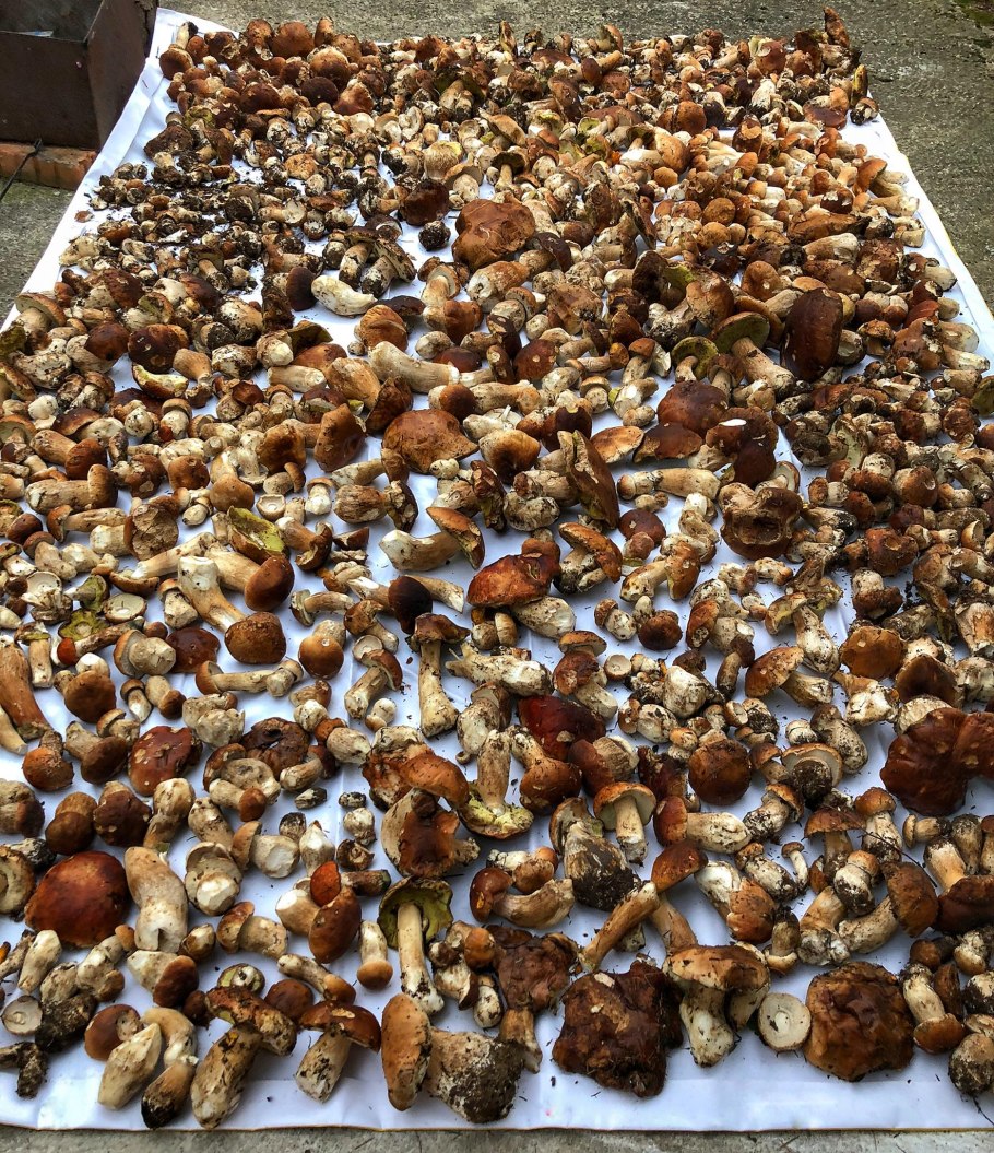 Огромная куча грибов