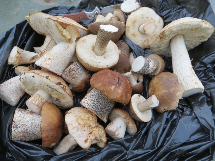 Белый гриб Республики Коми