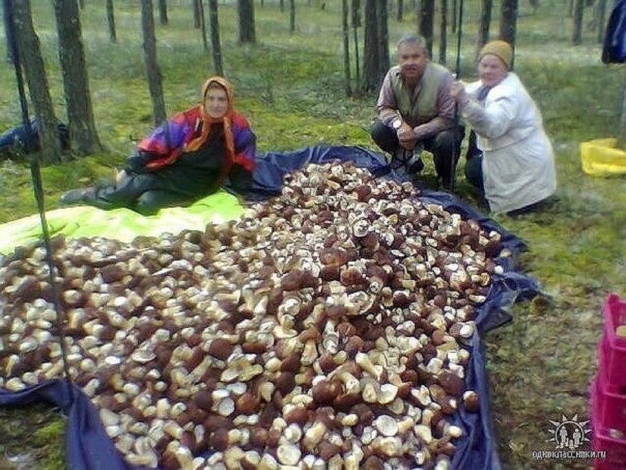 Гриб Карелия белый Карелия