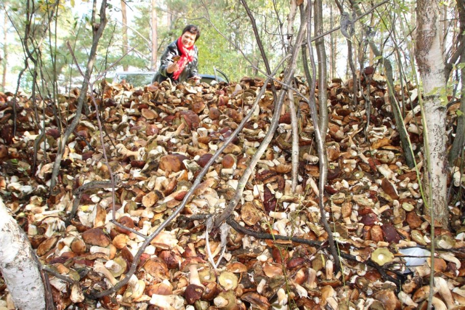 Много грибов