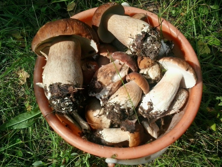 Подосиновики подберезовики маслята