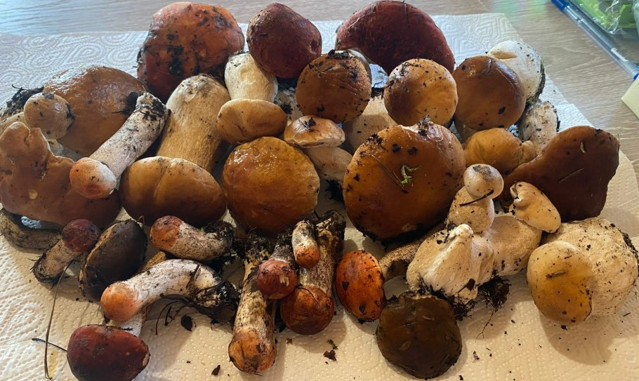 Грибы нынче фото