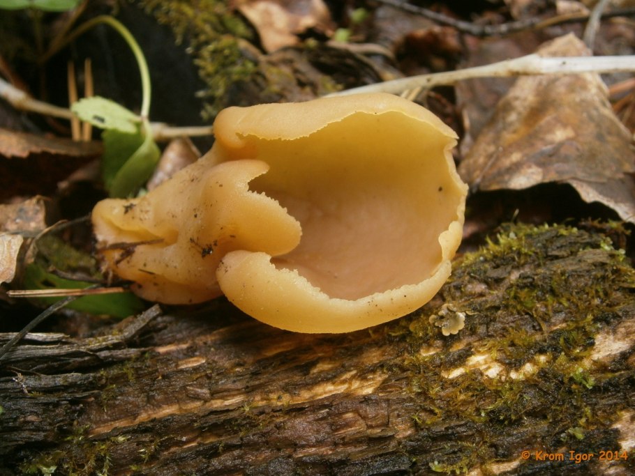 Грибы пецица изменчивая