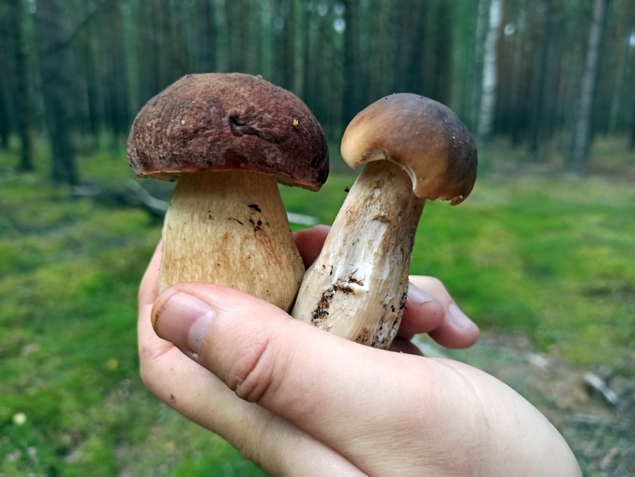 Белые грибы в ящиках