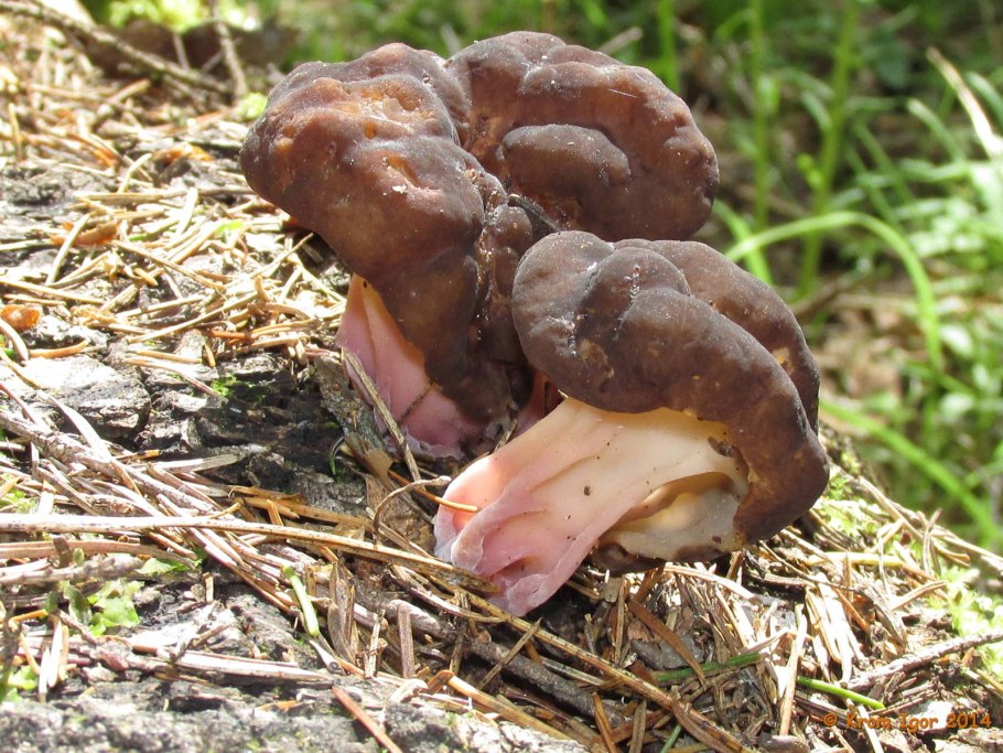 Грибы волнистые коричневые