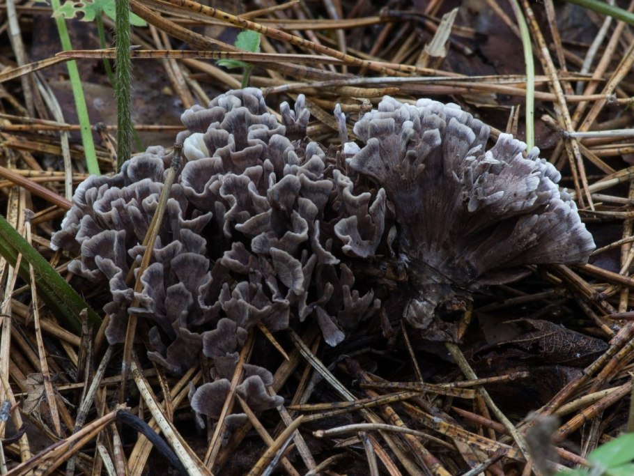 Телефора пальчатая