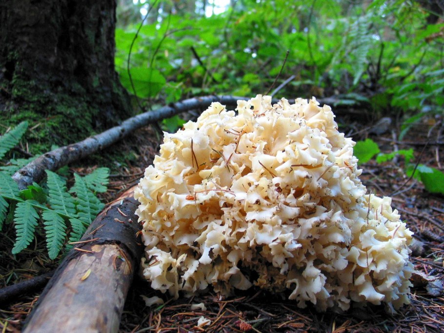 Спарассис курчавый (Sparassis crispa)