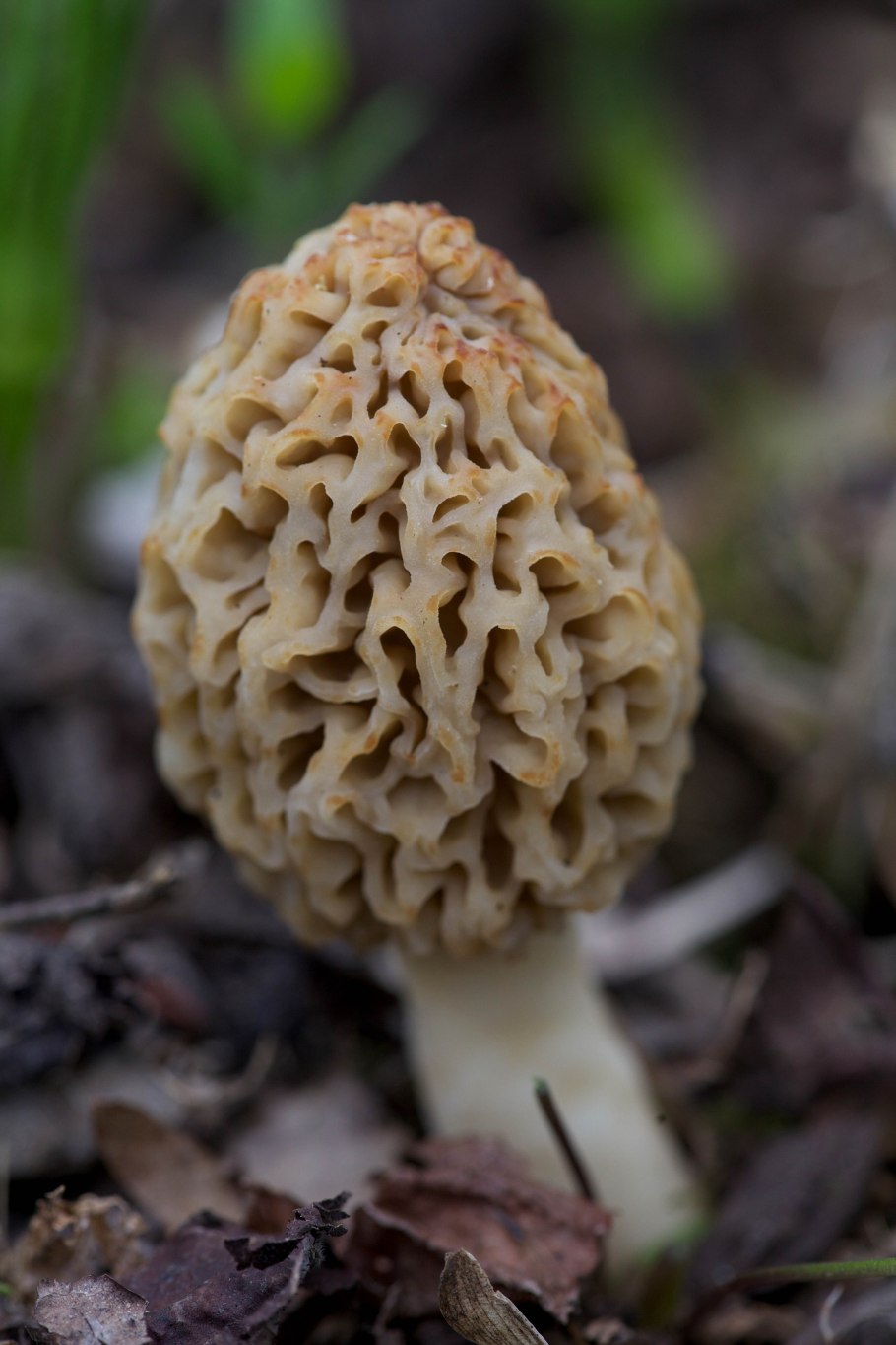 Morchella rubobrunnea грибы