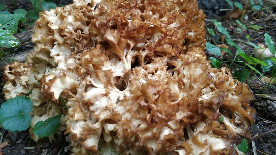 Гриб Москвич