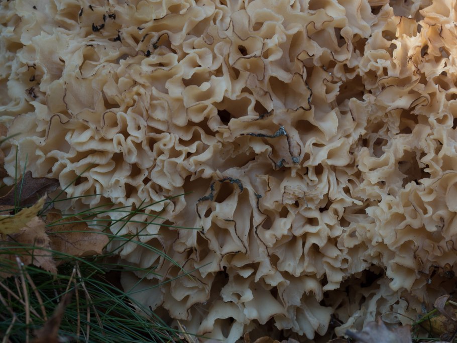 Спарассис курчавый (Sparassis crispa)