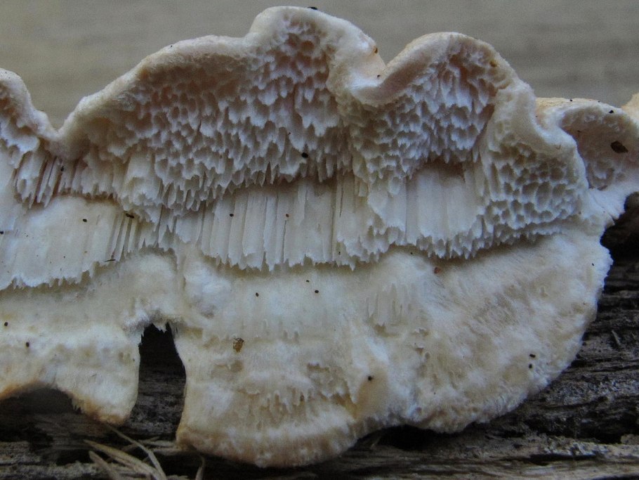 Волнистый гриб название