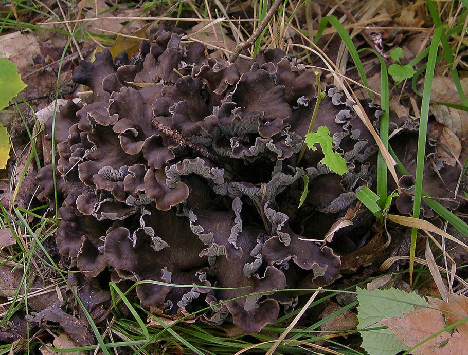 Cantharellus cinereus