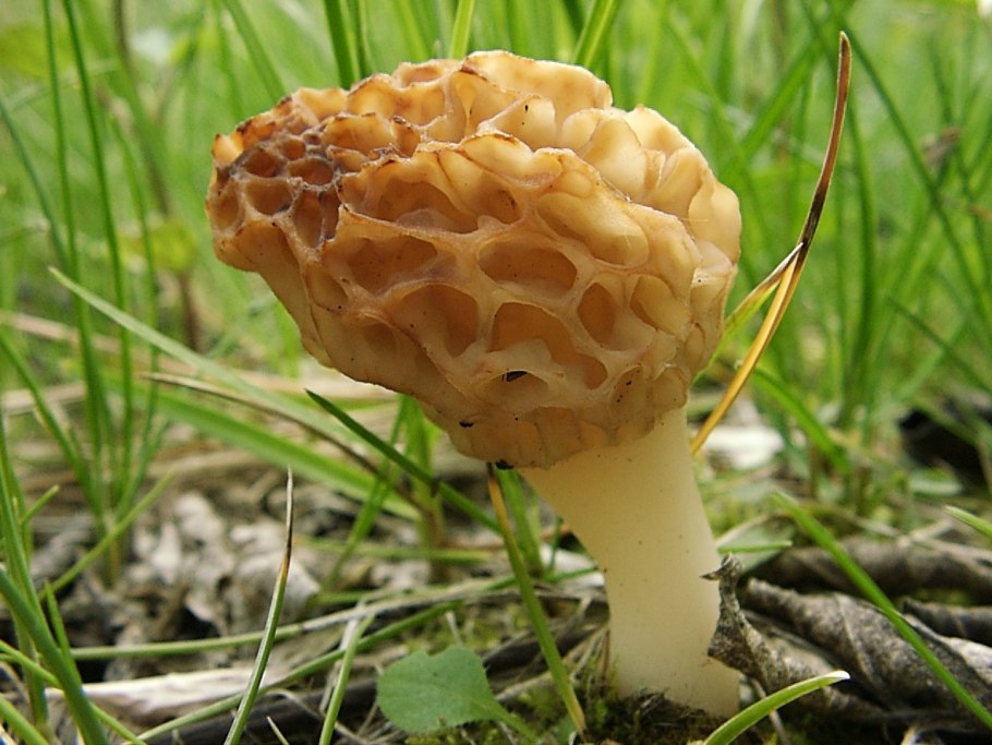 Сморчок гриб Крымский