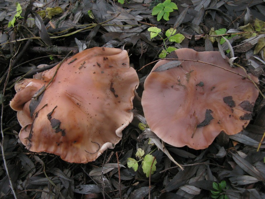 Гриб леписта коричневая