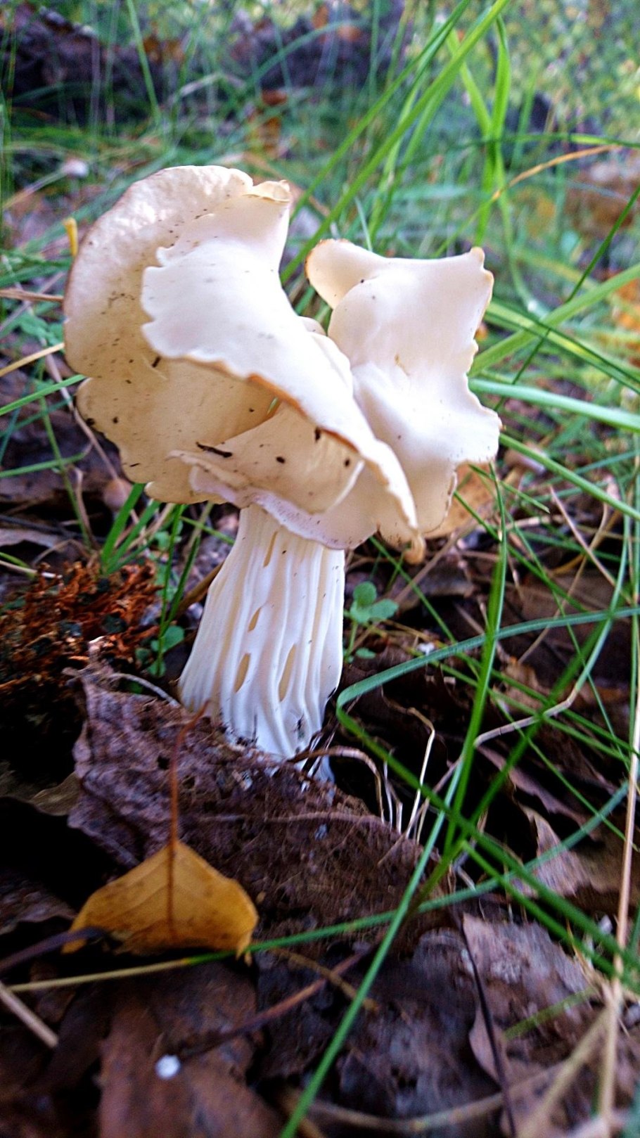 Лопастник курчавый Helvella crispa