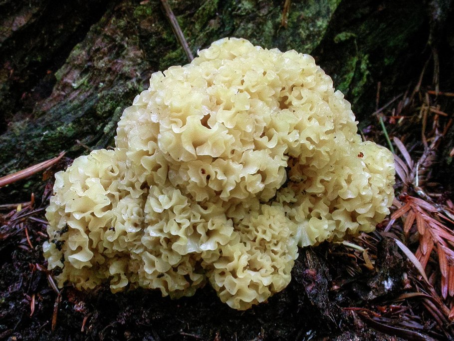 Спарассис курчавый (Sparassis crispa)