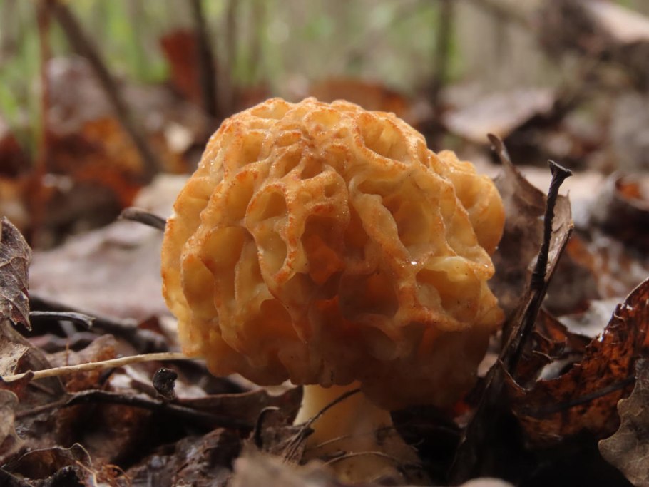 Сморчки в Подмосковье 2020