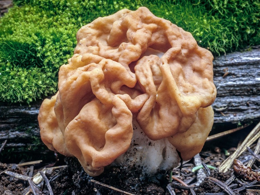 Строчок гигантский — Gyromitra Gigas.