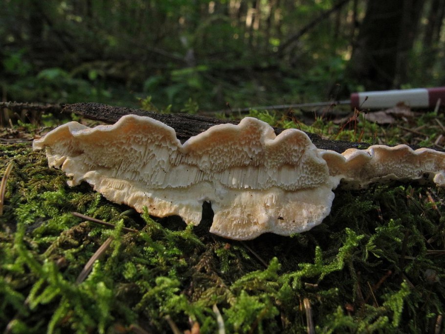 Постия волнистая