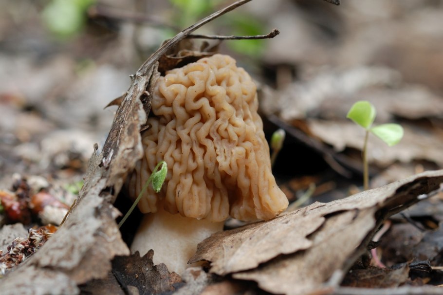 Сморчок полевой