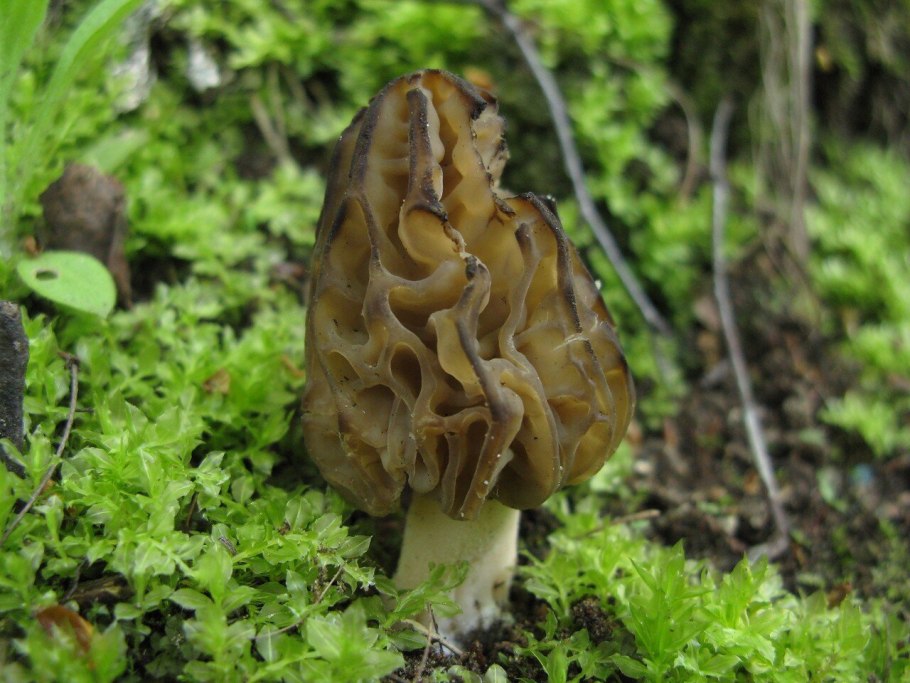 Сморчок митрофора