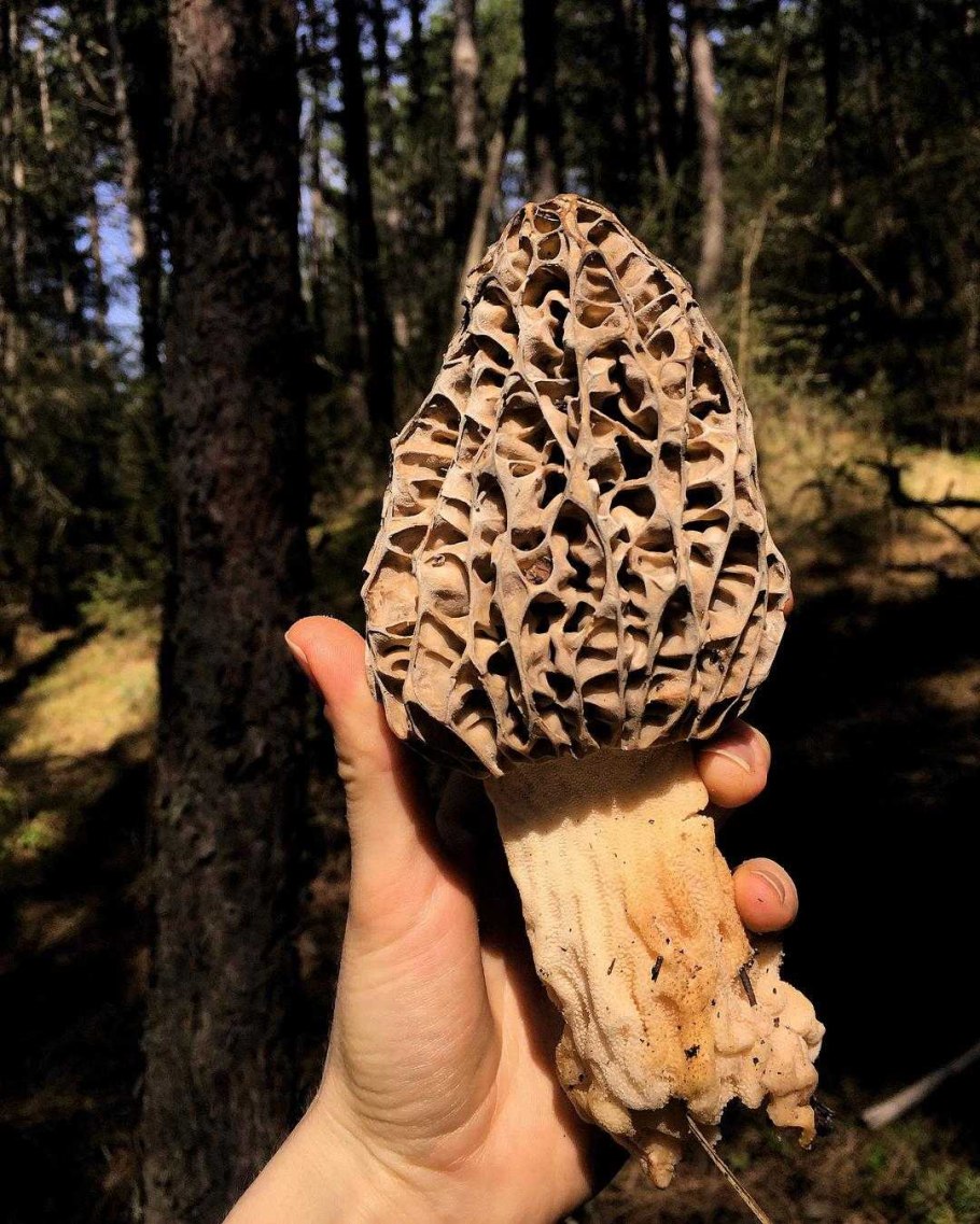 Сморчок мороженый