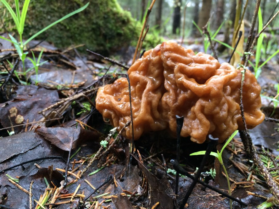 Строчок гриб на прозрачном фоне