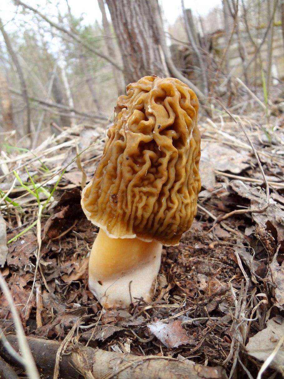 Сморчок Верпа