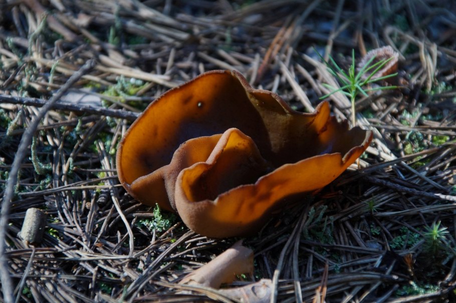 Весенние грибы Подмосковья съедобные