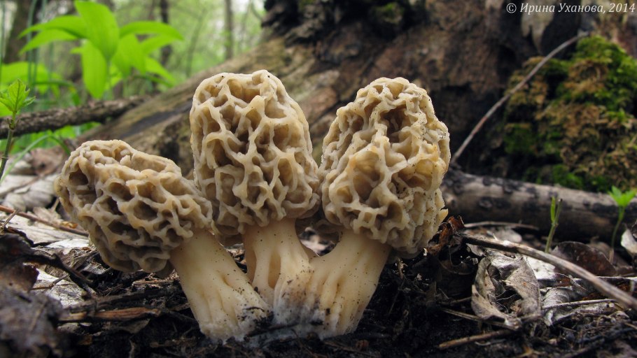 Сморчок съедобный