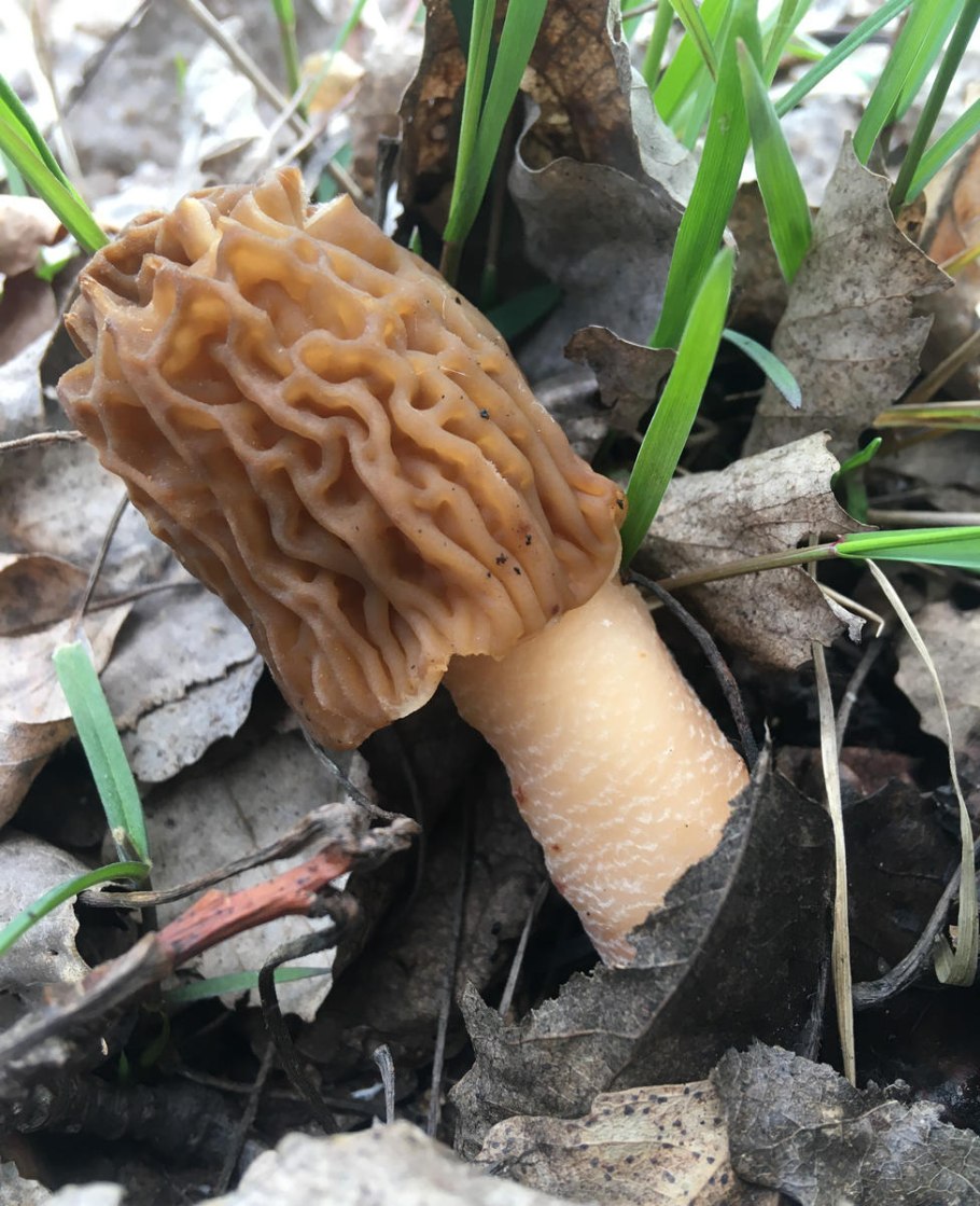 Сморчки Сибирские