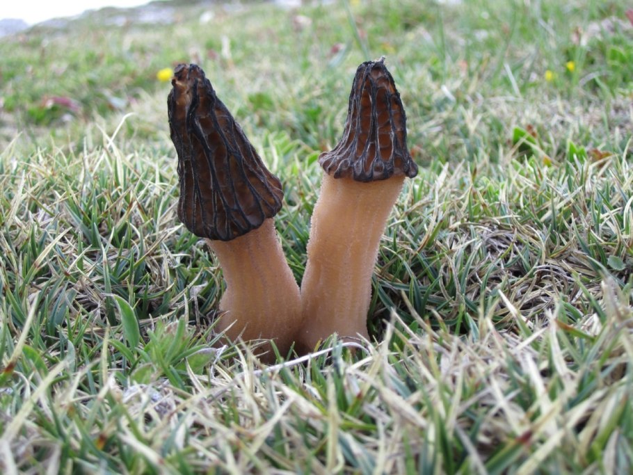 Mitrophora semilibera