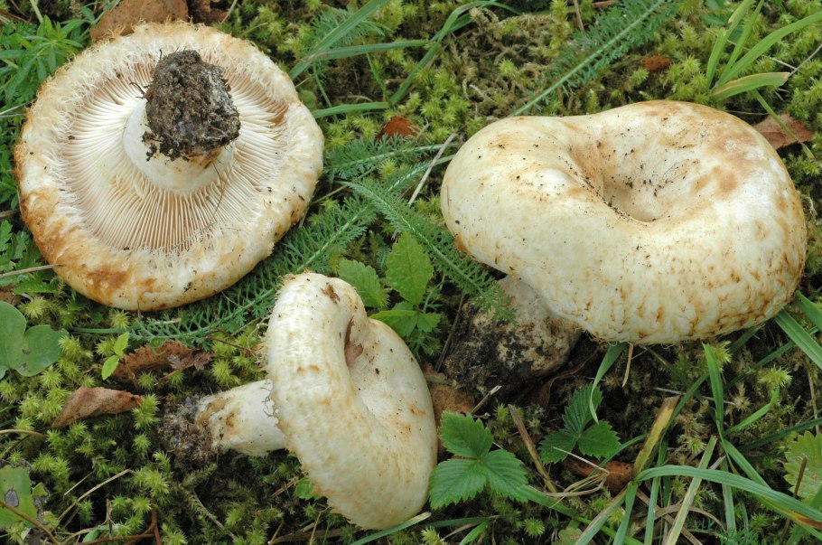 Груздь бахромистый Lactarius citriolens