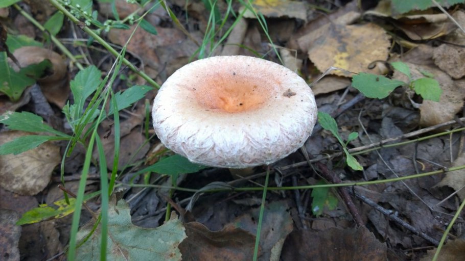 Груздь чёрный волнушка