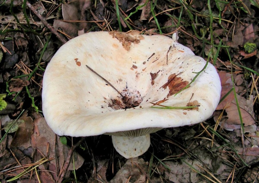 Млечный груздь