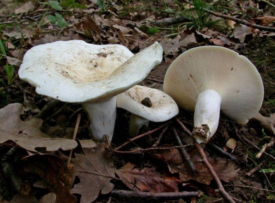 Груздь перечный (Lactarius piperatus)