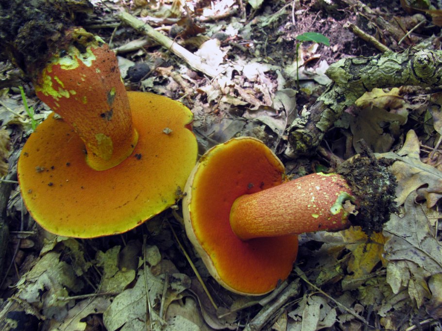 Боровик Ле Галь (Rubroboletus legaliae)